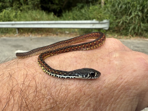 Spotted Keelback