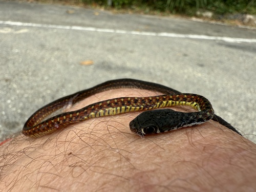 Spotted Keelback