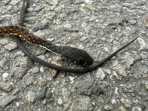Spotted Keelback