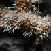Polycephalomyces tomentosus - Photo (c) Christian Schwarz, some rights reserved (CC BY-NC), uploaded by Christian Schwarz