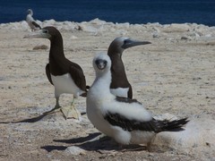 Sula leucogaster brewsteri