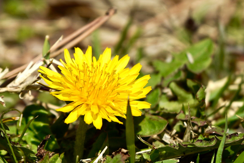 Taraxacum platycarpum iNat (2)