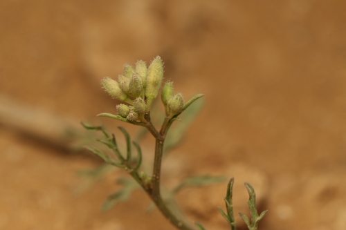 Erucaria hispanica, photograph 4