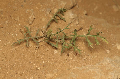 Erucaria hispanica, photograph 6