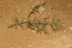 Erucaria hispanica, photograph (c) Chaym Turak, some rights reserved (CC BY-SA)