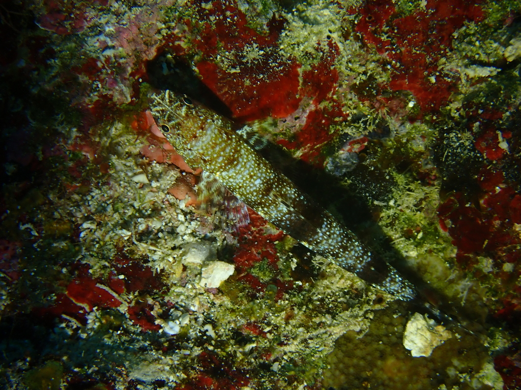 Gracile lizardfish