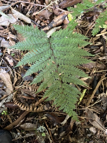 Lace Fern (Leptolepia novae)