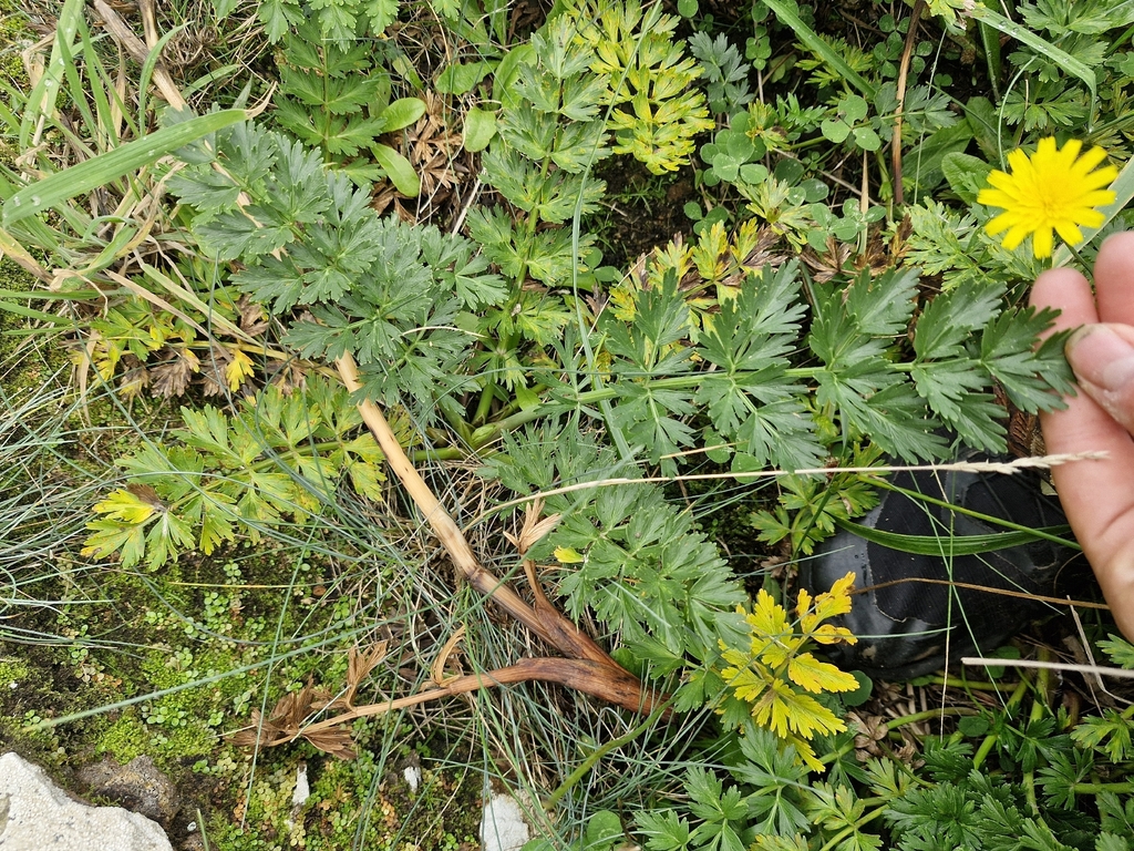 Anisotome lyallii; photograph (c) Irisa Hudson, some rights reserved (CC BY)