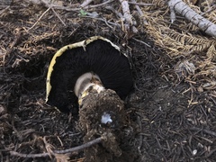 Agaricus moronii