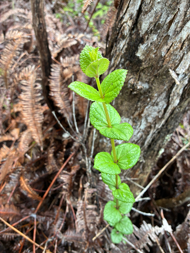Stenogyne sessilis observed 2026-03-14