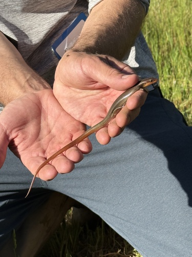 iNaturalist observation photo of Gilbert's Skink