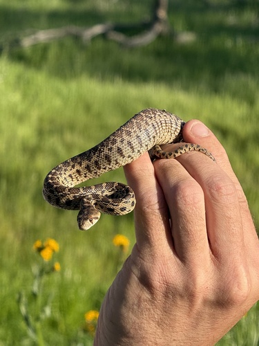iNaturalist observation photo of Pacific Gopher Snake