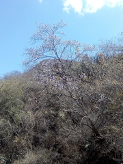 Robinsonella cordata