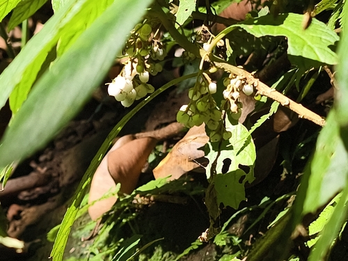Rhynchotechum discolor, photograph 4