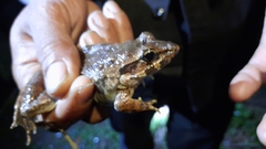 Limnonectes macrodon