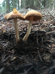 Inocybe nitidiuscula