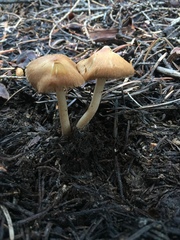 Inocybe nitidiuscula