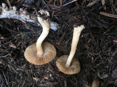 Inocybe nitidiuscula