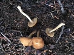 Inocybe nitidiuscula