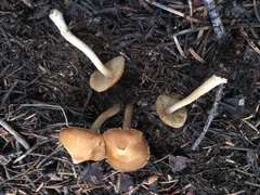 Inocybe nitidiuscula