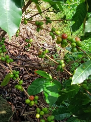Coffea canephora