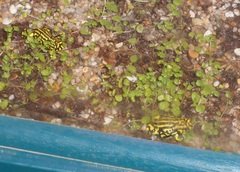 Pseudophryne corroboree