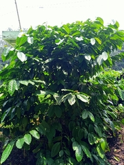 Coffea canephora