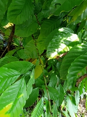 Coffea canephora