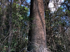 Casuarina cristata