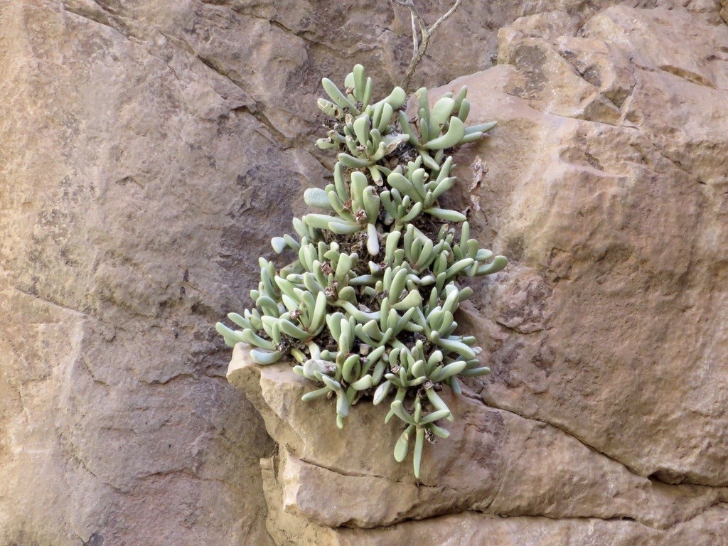 Juttadinteria tugwelliae (L. Bolus) Schwantes 2