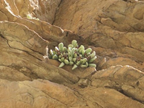 Hereroa tugwelliae (L.Bolus) L.Bolus 4
