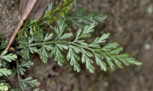 Asplenium sarelii observed 2026-03-15