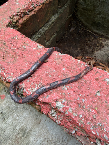 Oligodon signatus observed 2026-03-15