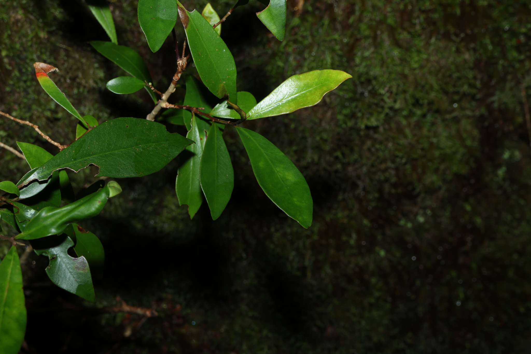 Hill Kanuka (Tristaniopsis collina)