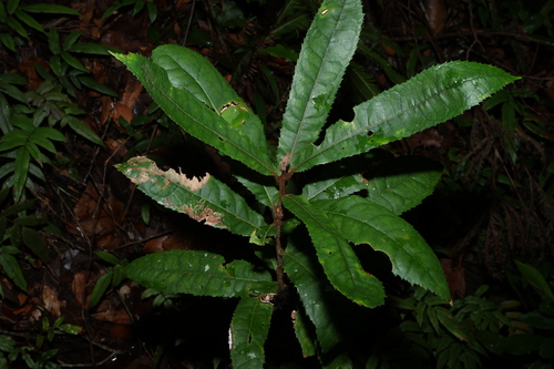 rusty helicia (Helicia ferruginea)