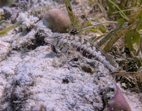Cylindrical sandperch (Parapercis cylindrica) — Pinguipedidae
