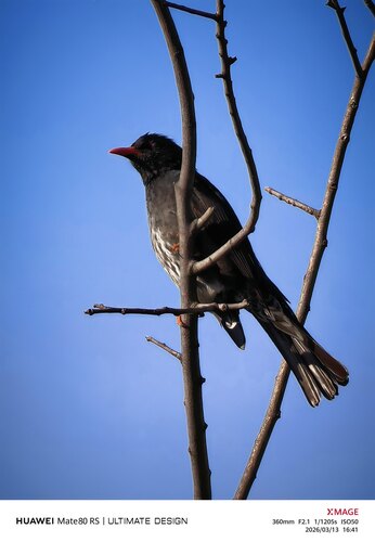 Black Bulbul