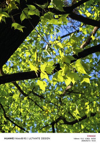 Chinese Sweetgum