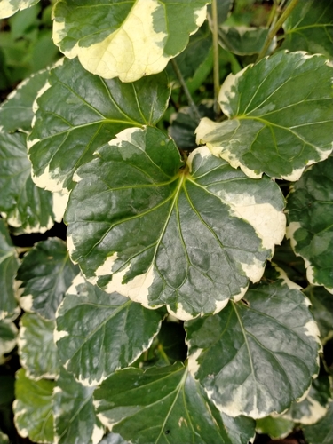 Polyscias scutellaria