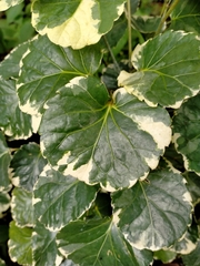 Polyscias scutellaria