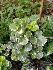 Polyscias scutellaria