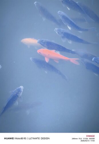 Amur Carp