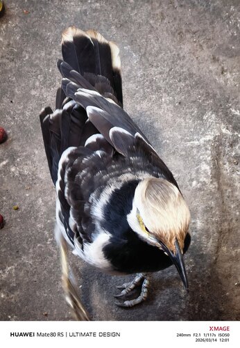 Black-collared Starling