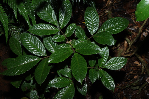 Soft Corkwood (Ackama paniculosa)
