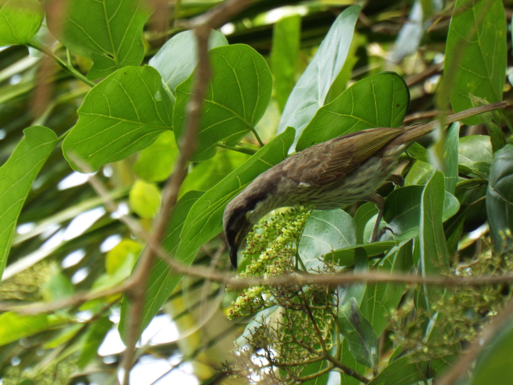 Varied Honeyeater (Gavicalis versicolor)
