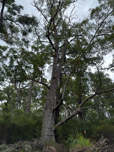 Rate's Tingle (Eucalyptus brevistylis)