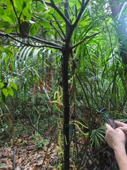 Baccaurea parviflora, photograph (c) Steven Bodzin, some rights reserved (CC BY)