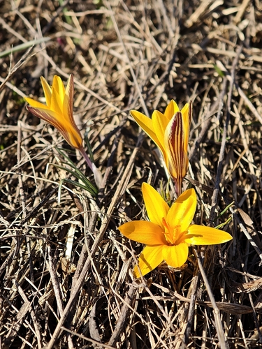 Crocus angustifolius, photograph 5