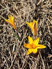 (c) Igor Balashov, some rights reserved (CC BY) Crocus angustifolius, photograph (c) Igor Balashov, some rights reserved (CC BY)