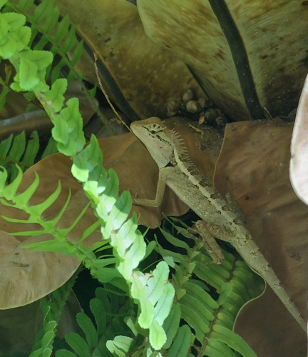 forest garden lizard